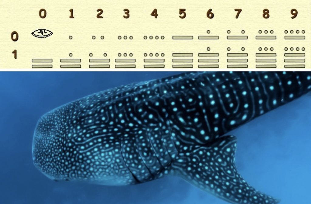 Quelle est l'histoire et la signification culturelle des requins baleines pour les communautés locales