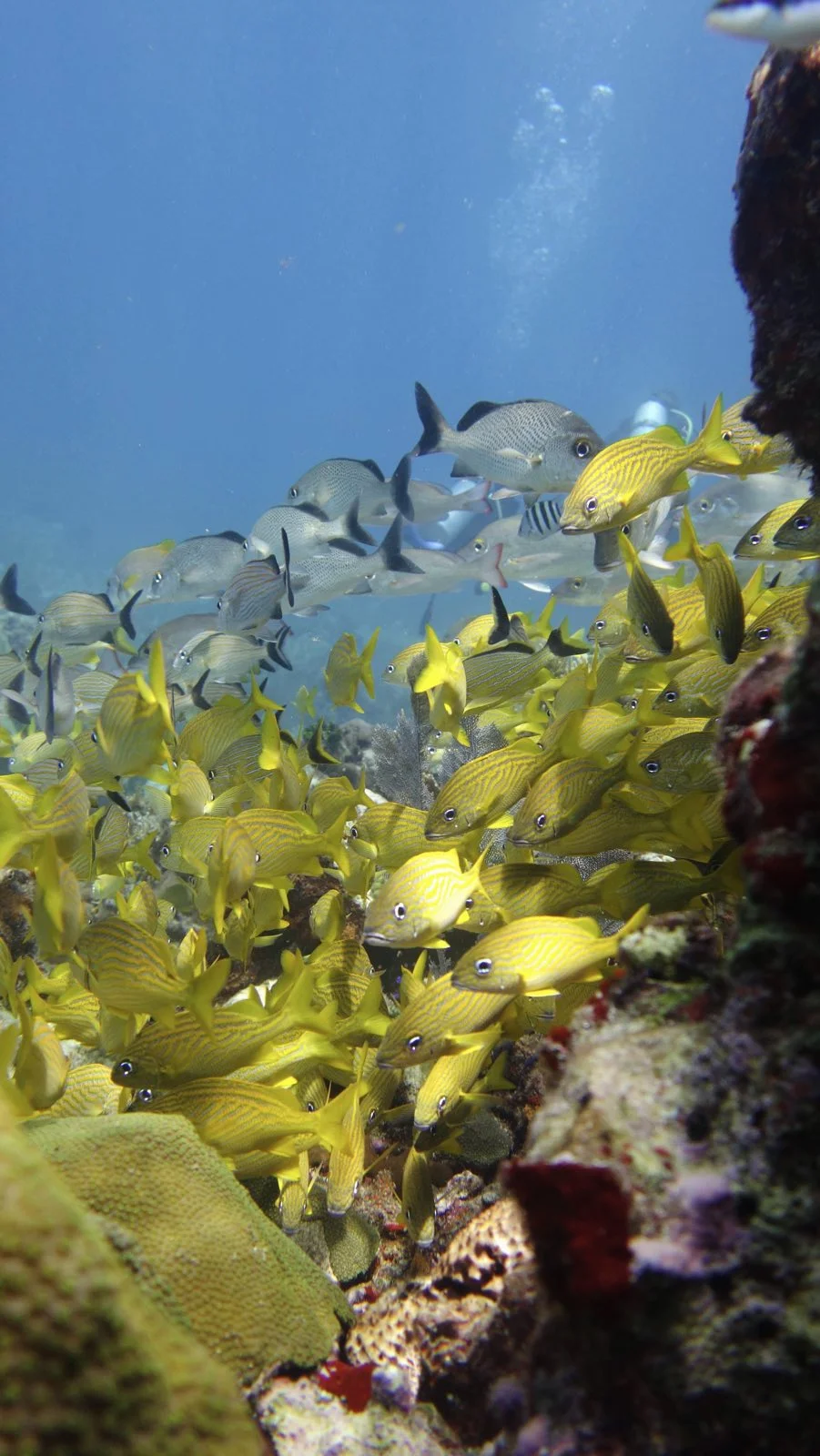 Découvrez le Monde Coloré d'El Cielo : Snorkeling avec des Poissons Tropicaux à Cozumel