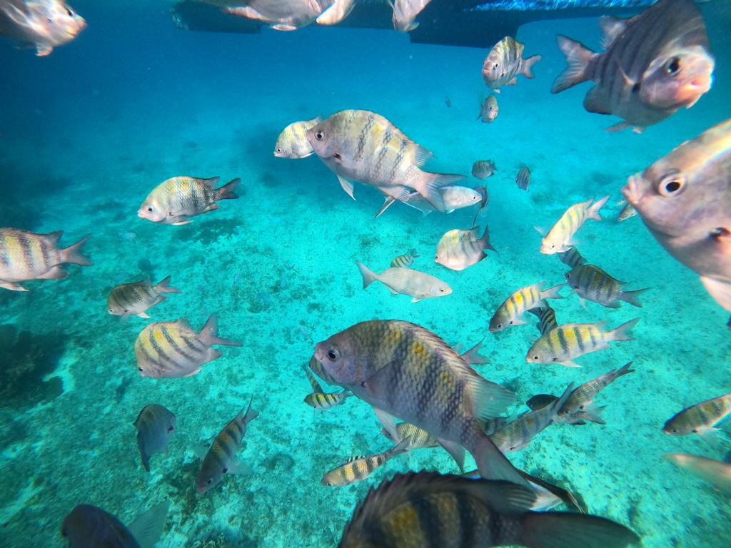 Merveille Sous-Marine : Snorkeling avec des Poissons Tropicaux à El Cielo, Cozumel