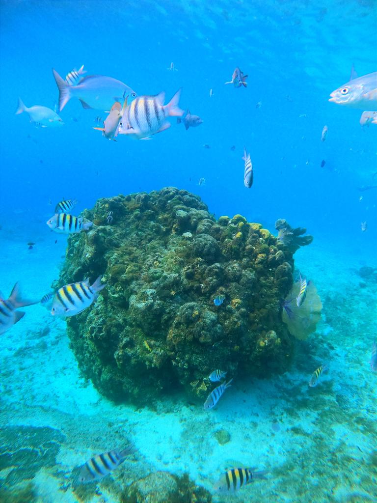 El Cielo, Cozumel : Aventure de Snorkeling Parmi les Poissons Tropicaux