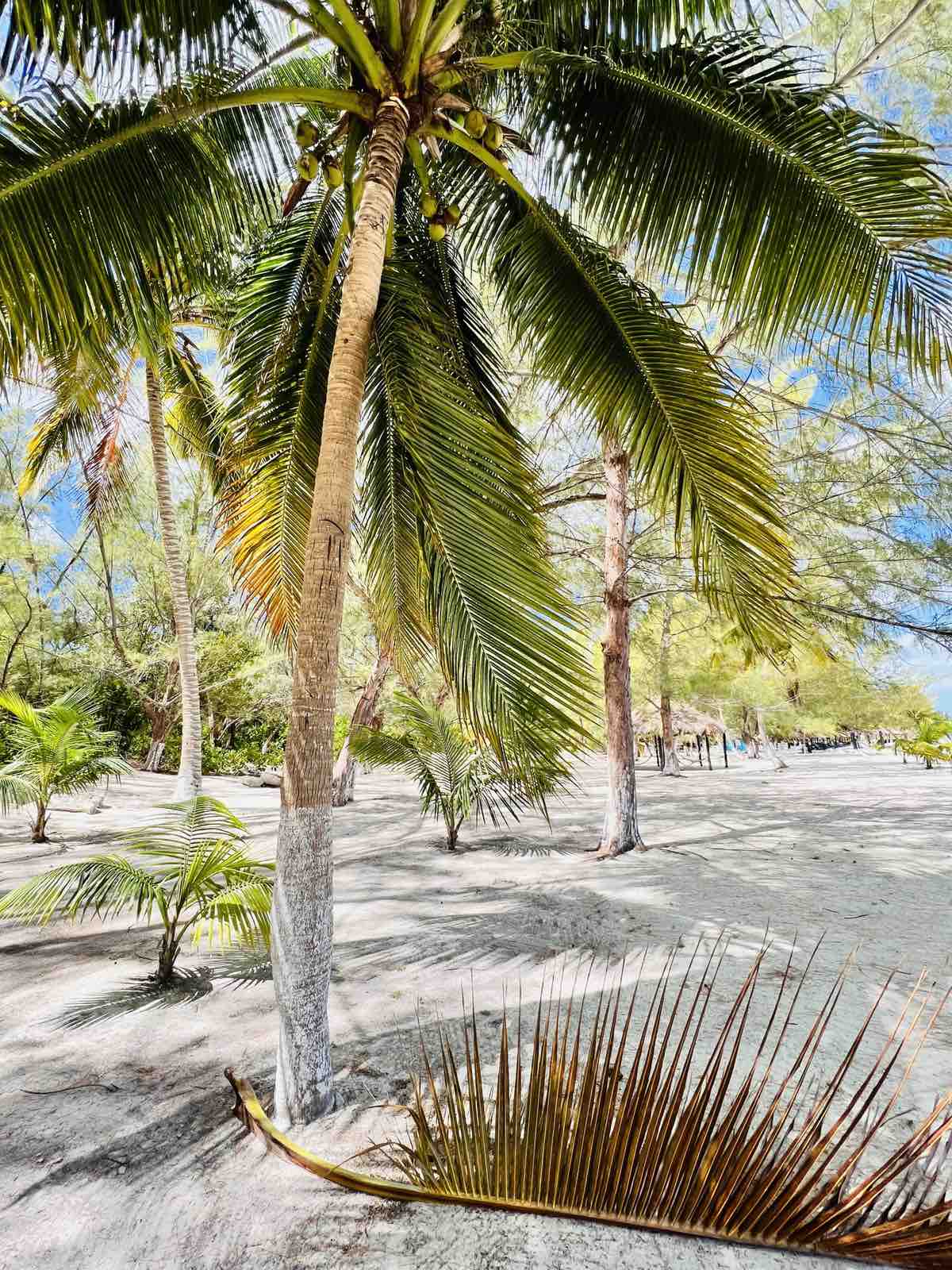 Isla Passion: Plage Paradisiaque, Palmiers, Détente