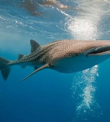 Excursion Requin baleine Excursion Requin baleine