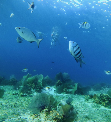 Excursion classique à Cozumel El Cielo Excursion classique à Cozumel El Cielo