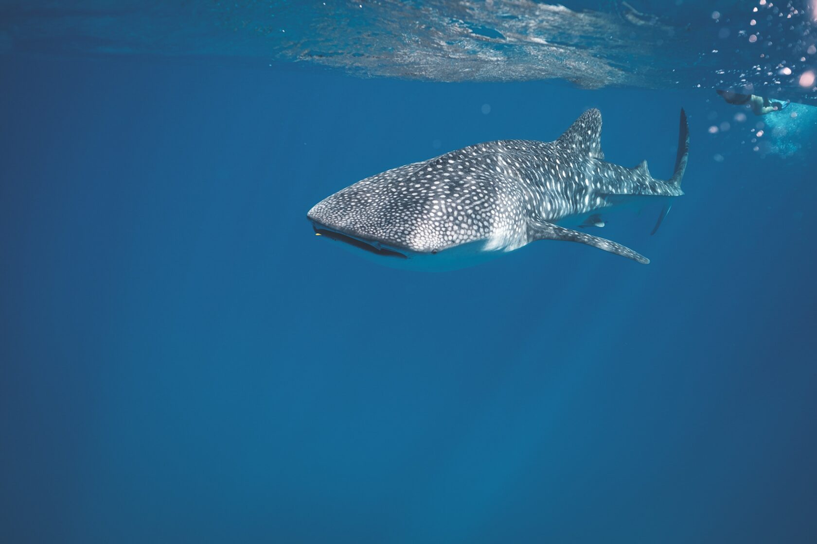 L'Expérience Ultime des Requins Baleines sur la Riviera Maya : Où, Quand et Comment?