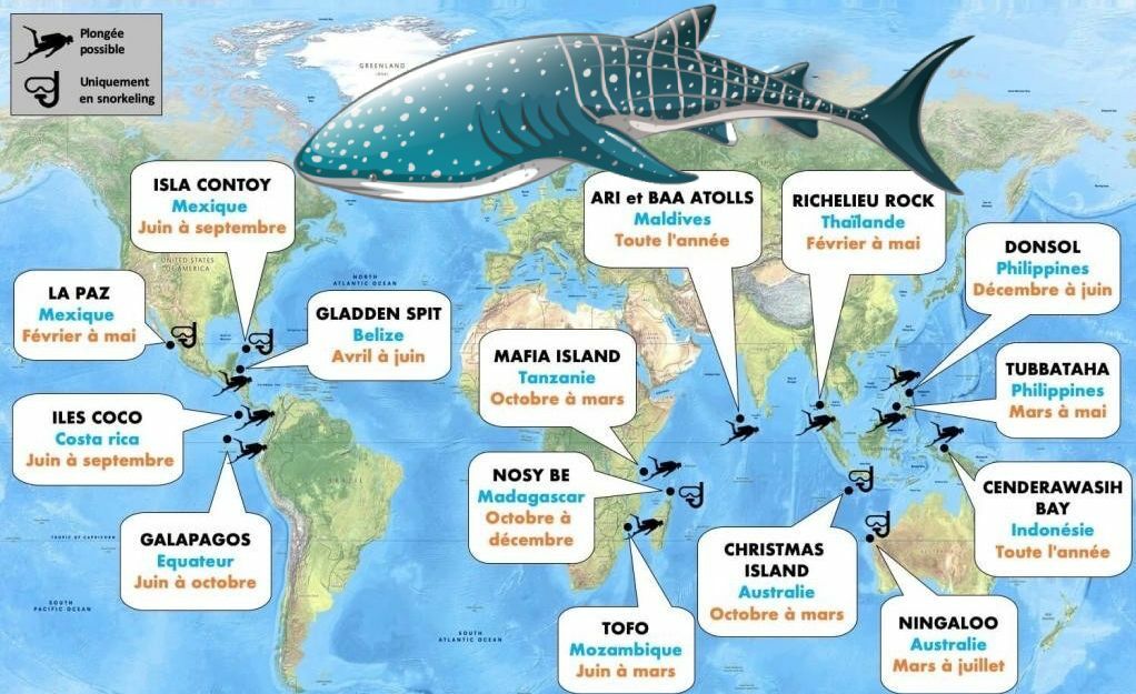 D'où vient les Requins Baleine
