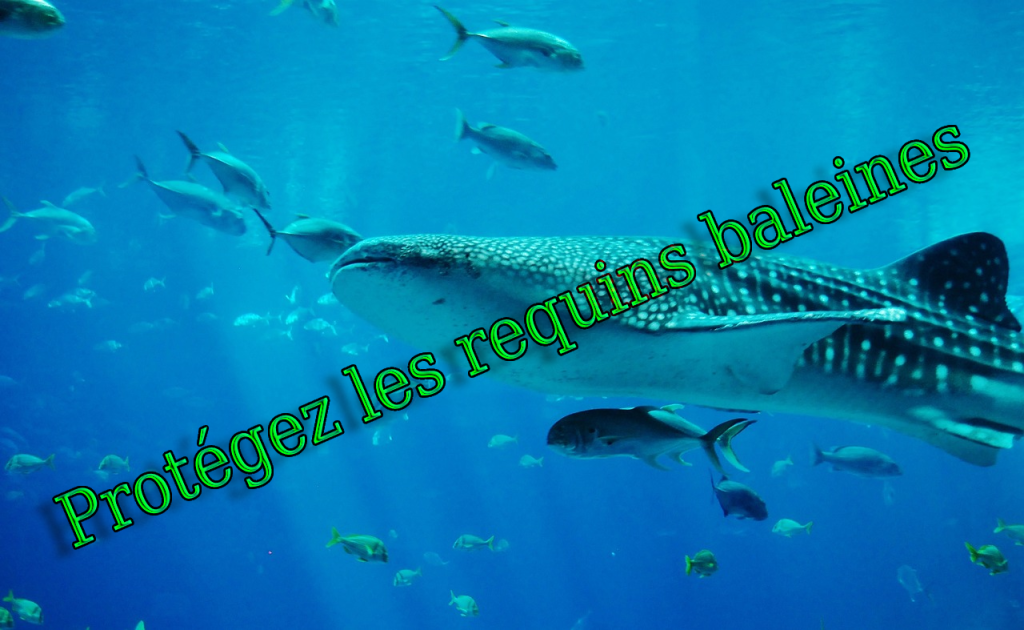 Quelle est l'importance de la conservation des requins baleines