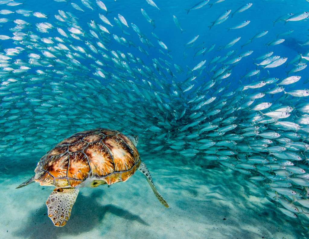 Les Différentes Espèces Marines de L'île de Cozumel en 2024