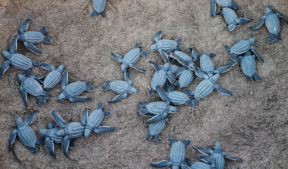Les Sites de Nidification et la Saison des Tortues à Cozumel Les Sites de Nidification et la Saison des Tortues à Cozumel