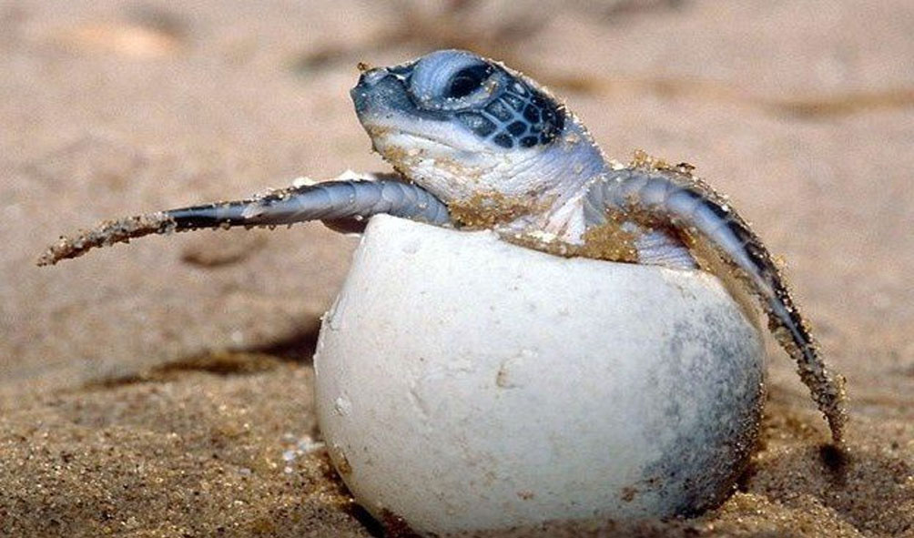 Les Sites de Nidification et la Saison des Tortues à Cozumel Les Sites de Nidification et la Saison des Tortues à Cozumel