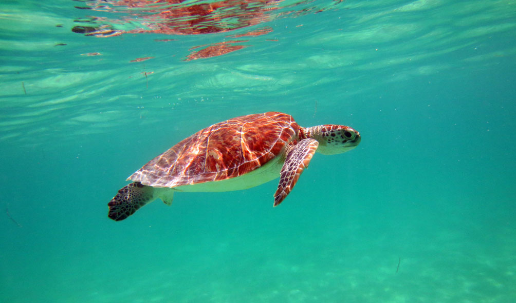 La Journée Typique dans la Vie d'une Tortue Marine à Cozumel. La Journée Typique dans la Vie d'une Tortue Marine à Cozumel.