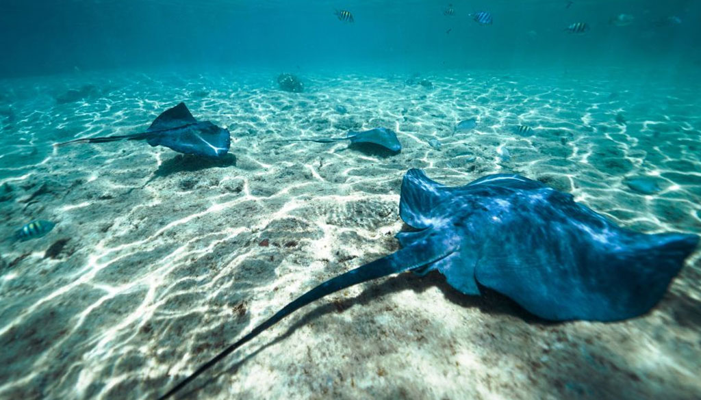 Les Raies Pastenagues : Grâce sous les Vagues de Cozumel, Mexique Les Raies Pastenagues : Grâce sous les Vagues de Cozumel, Mexique
