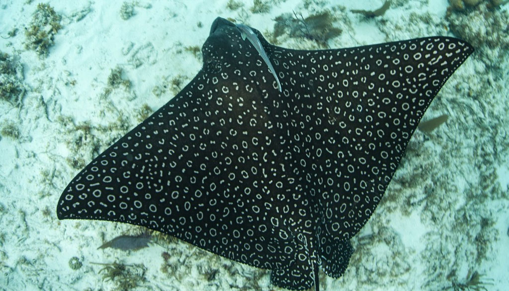 Les Raies Léopards : Beauté Camouflée dans les Récifs de El Cielo Les Raies Léopards : Beauté Camouflée dans les Récifs de El Cielo