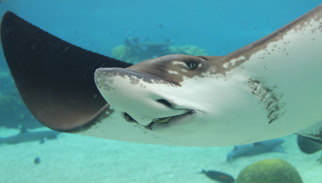 Explorez le Monde des Raies Léopards à Cozumel, Quintana Roo, Mexique Explorez le Monde des Raies Léopards à Cozumel, Quintana Roo, Mexique