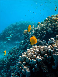La Vie Marine à Cozumel La Vie Marine à Cozumel