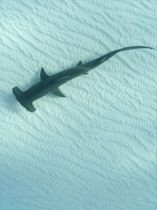 Les Requins Observables à Cozumel Les Requins Observables à Cozumel