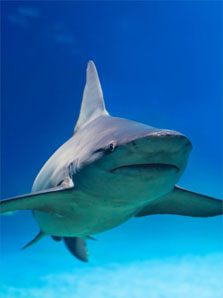 Les Requins Observables à Cozumel Les Requins Observables à Cozumel