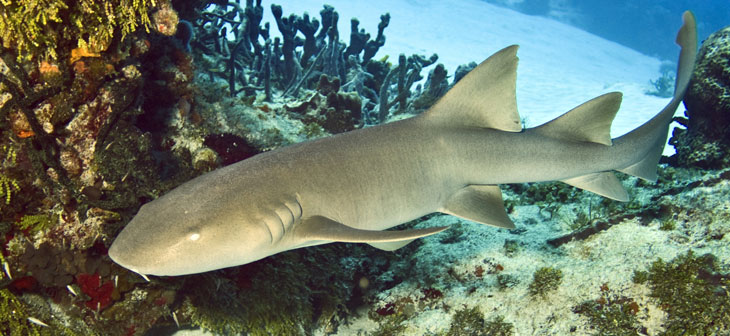 Les Requins Observables à Cozumel Les Requins Observables à Cozumel