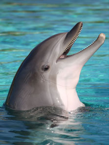 Les Dauphins de Cozumel Les Dauphins de Cozumel