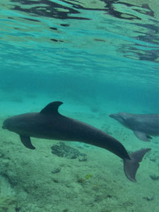 Les Dauphins de Cozumel Les Dauphins de Cozumel