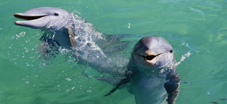 Les Dauphins de Cozumel Les Dauphins de Cozumel