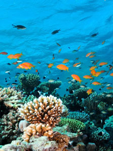 La Vie Marine à Cozumel La Vie Marine à Cozumel
