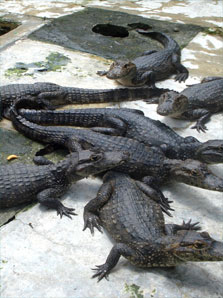 Les Crocodiles sur l'Île de Cozumel Les Crocodiles sur l'Île de Cozumel