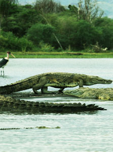 Les Crocodiles sur l'Île de Cozumel Les Crocodiles sur l'Île de Cozumel
