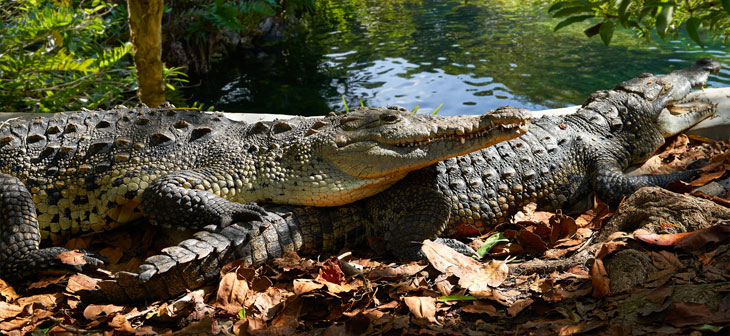 Les Crocodiles sur l'Île de Cozumel Les Crocodiles sur l'Île de Cozumel