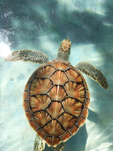 Les Tortues Marines de Cozumel Les Tortues Marines de Cozumel