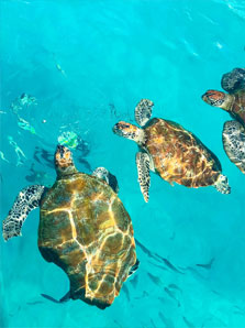 Les Tortues Marines de Cozumel Les Tortues Marines de Cozumel