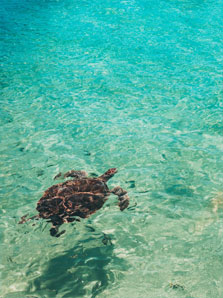 Les Tortues Marines de Cozumel Les Tortues Marines de Cozumel