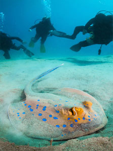 Les Raies, Espèce Emblématiques de Cozumel Les Raies, Espèce Emblématiques de Cozumel
