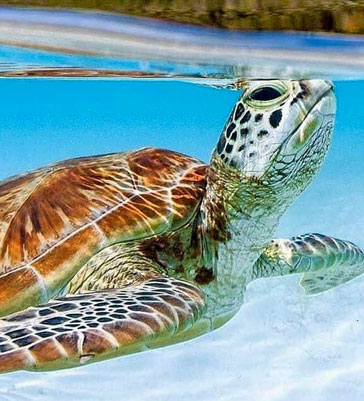 EXCURSION INOUBLIABLE À COZUMEL EL CIELO small EXCURSION INOUBLIABLE À COZUMEL EL CIELO small