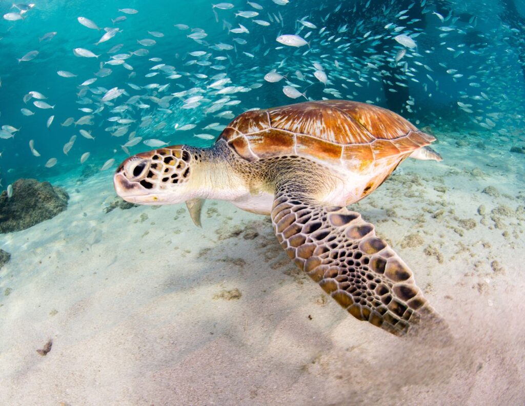 MEXIQUE LE GUIDE 2024 : DÉCOUVREZ LES TORTUES DE COZUMEL