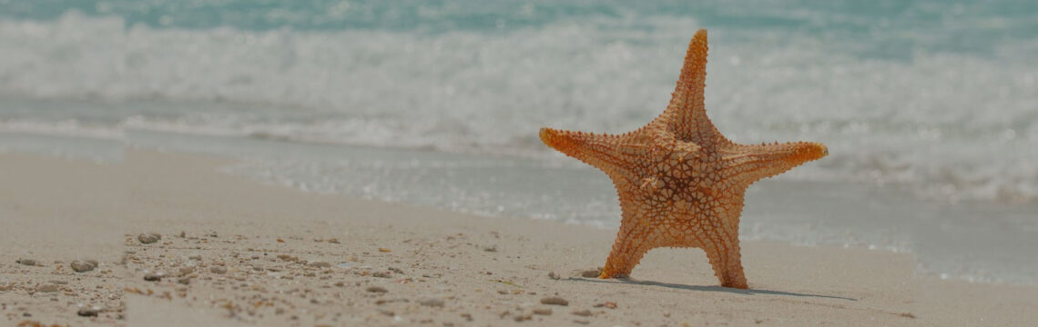 Mexique le guide 2024 découvrez les Étoiles de Mer de Cozumel