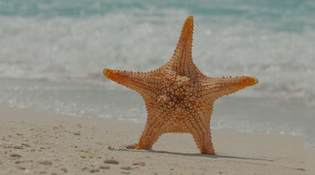 Mexique le guide 2024 découvrez les Étoiles de Mer de Cozumel