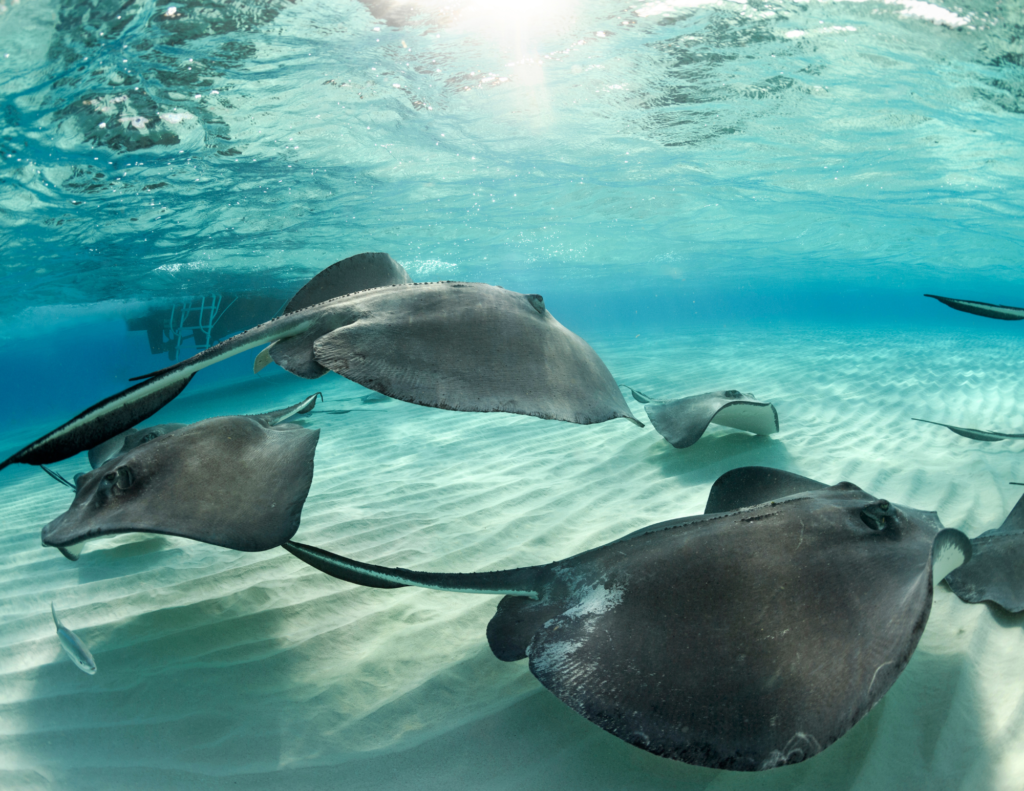 Un banc de raies nageant dans les eaux transparentes au large des côtes de Cozumel