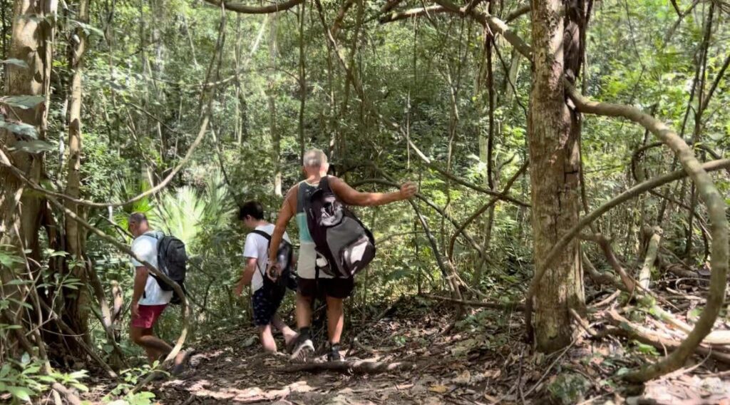 Exploration de la Jungle de Playa Del Carmen : Sa Faune et Flore Unique