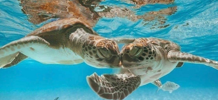 Les tortues et requins nourrices à Cozumel el Cielo Les tortues et requins nourrices à Cozumel el Cielo